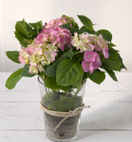 Hortensia i glasspotte