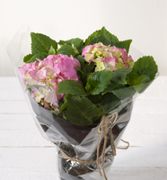 Gavepakket hortensia