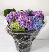 Gavepakket hortensia