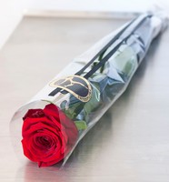 En gavepakket rød rose