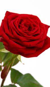 smsrose_mottaker