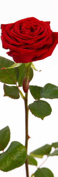 smsrose