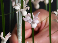 hand&nbsp;og&nbsp;blomster