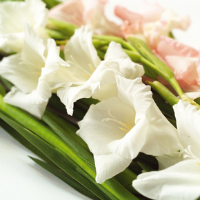 7_host_hvite_gladioler_naer