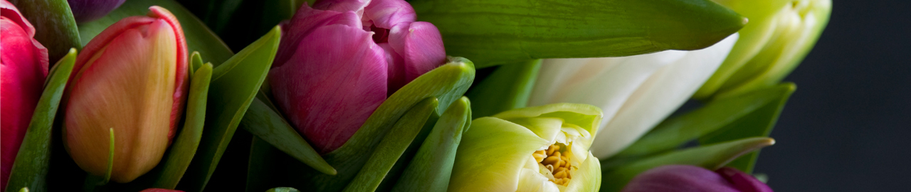 Tulipaner