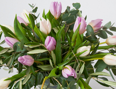 TulipanUkensanbefaling