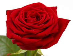 smsrose