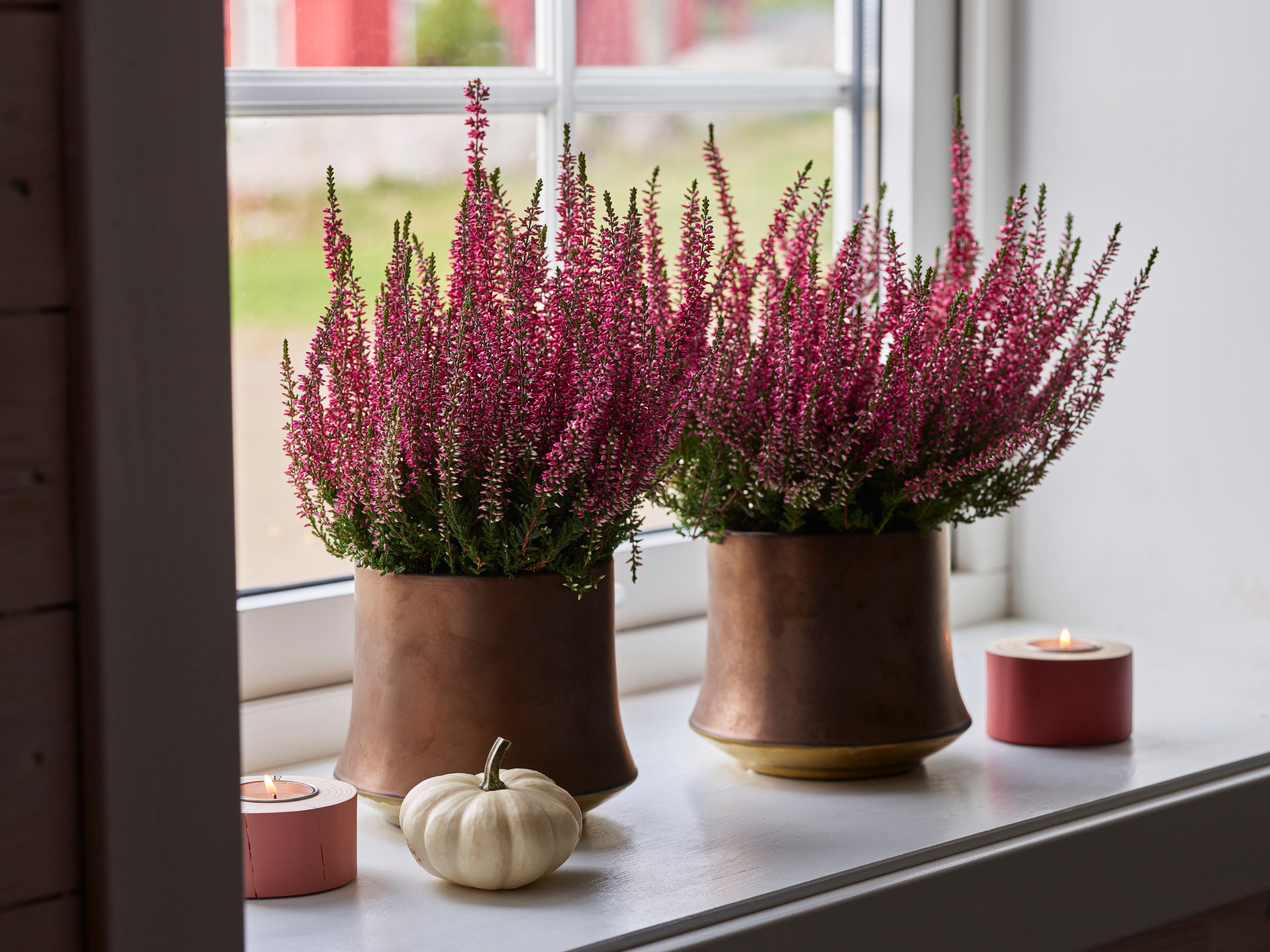 Calluna i vinduskarmen